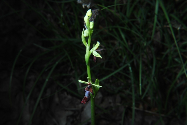 Ophrys insectifera